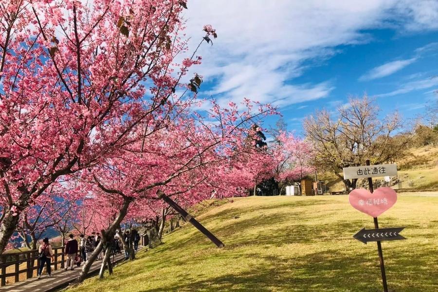 
                                                                        漫步清境農場雲端櫻花林、詩畫山水麒麟潭、鳳凰櫻花茶徑、日月潭櫻花季二日
                                                                        