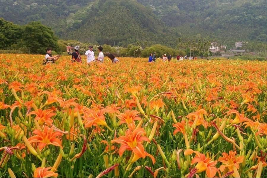 
                                                                                                        舞動金針花～傳奇農園活盆地探險、船遊日月潭、小京都梧棲文化出張所二日遊
                                                                                                        