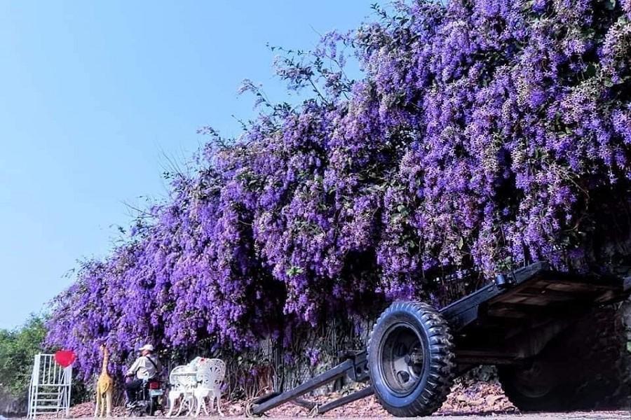
                                                                        【紫藤花2日】瀑夢幻山城、錫葉藤花牆盛放、漫步梅山太平、嘉義美食
                                                                        