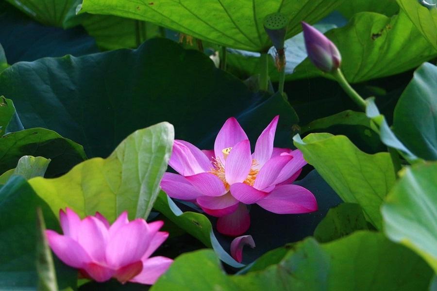 
                                                                                                        【仲夏台北夢】夏日荷塘、中山樓、環形空中廊道、虎山溪步道三日遊
                                                                                                        