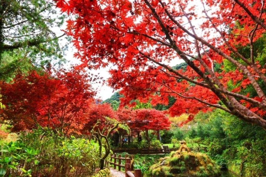 【楓遊杉林】夢幻落羽松、杉林賞楓、妖怪村、玫瑰莊園二日遊|旅遊行程搜尋推薦 | 東南旅遊