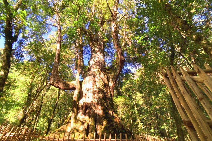 
                                                                                                        【失落秘境】被上帝遺忘的部落～司馬庫斯山林之肺巨木群步道一日
                                                                                                        