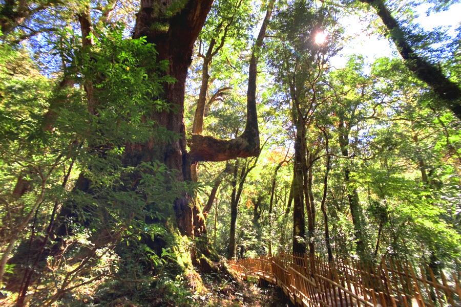 
                                                                                                        【秋季賞楓】司馬庫斯巨木群、內灣老街、鎮西堡、新光部落自然教室二日遊
                                                                                                        