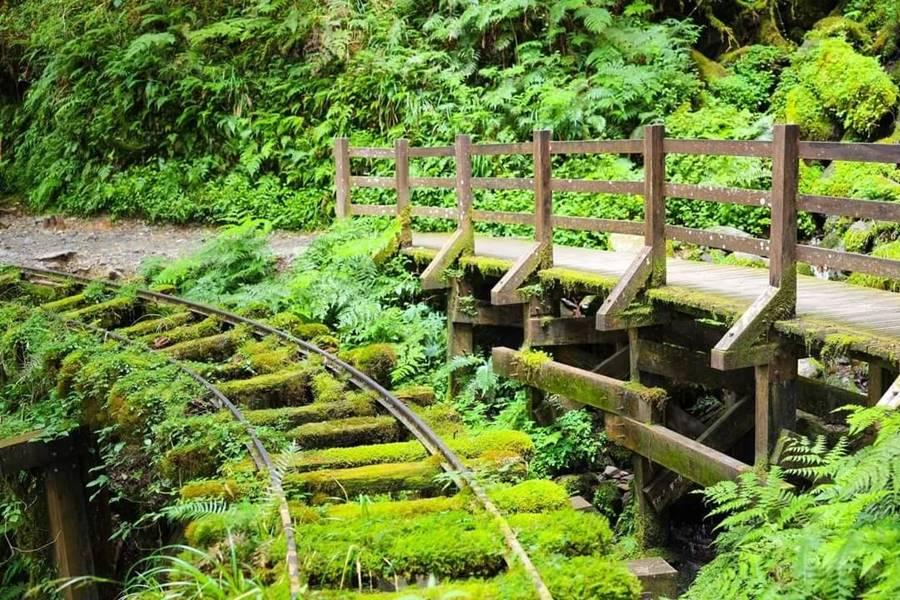 
                                                                                                        【走進山林】太平山森呼吸～最美見晴懷古步道、鳩之澤溫泉DIY煮蛋趣一日
                                                                                                        