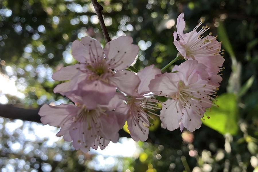 
                                                                                                        【黃金一路、櫻花林道】環鄉小徑伯朗大道、櫻花林步道、大湖草莓一日遊
                                                                                                        