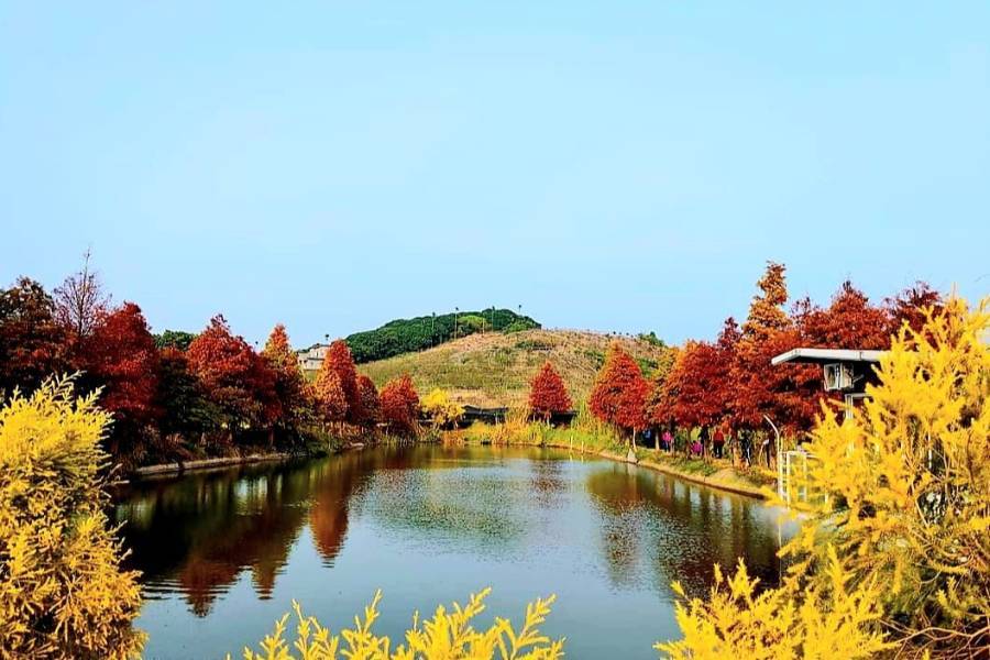 迷雾岛