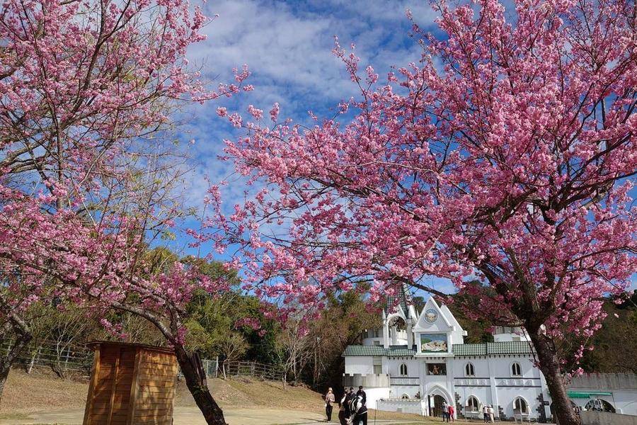 【春遊賞花】歐風清境農場、合歡山百岳景觀、台一花卉、南投半山|旅遊行程搜尋推薦 | 東南旅遊