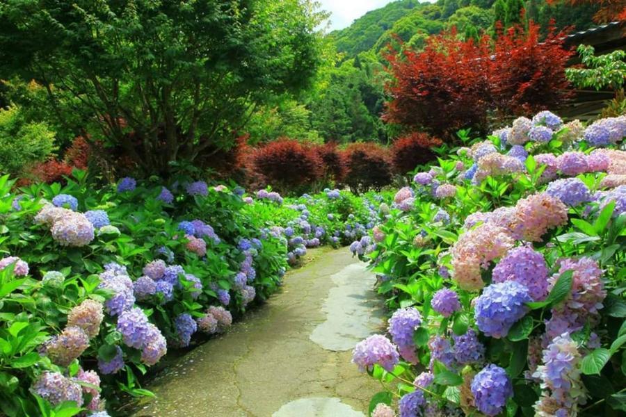 
                                                                                                        【花花世界】杉林溪繡球花季1泊2食、中興新村綠色隧道、中社觀光花市二日
                                                                                                        