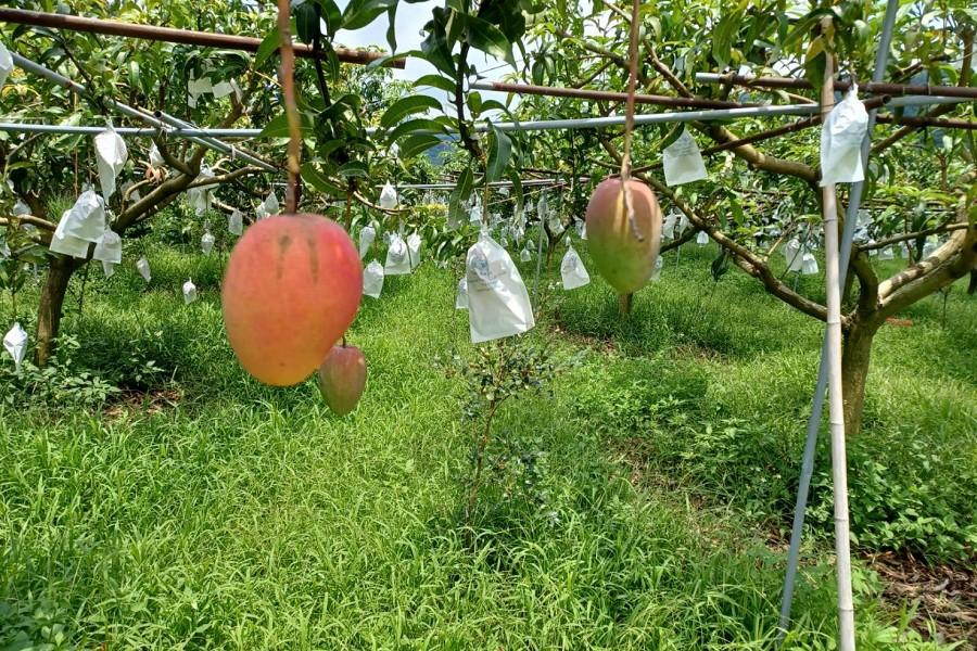 夏採蜜雪】心禾園鮮採芒果、東勢林業文化園區荷花香、山城美食|旅遊