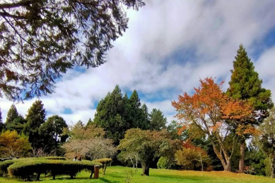 
                                                                                                        楓紅阿里山、蘭潭月影潭心、森林之歌、魚寮秘境落羽松、入住新悅花園二日
                                                                                                        