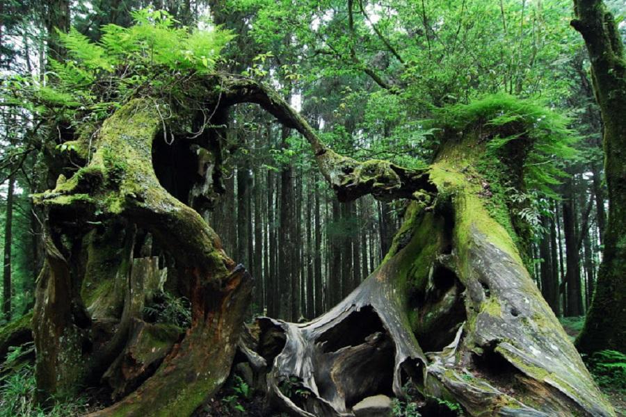 
                                                                                                        【在嘉相遇五奇】阿里山森林浴步道、水林開台第一庄、回憶用九柑仔店二日遊
                                                                                                        