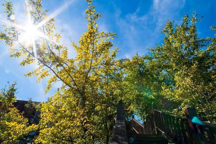 
                                                                                                        秋光灑落武岫銀杏、翠綠大崙山茶園、品鮮筍火鍋、綠徑竹影秘境、杉林溪二日
                                                                                                        