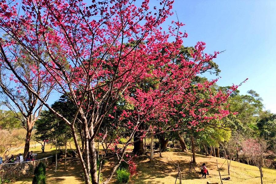 
                                                                                                        【春季賞櫻】春遊桃園~東眼山山櫻花、角板山梅花季、石門遊船、林口喜來登二日遊
                                                                                                        