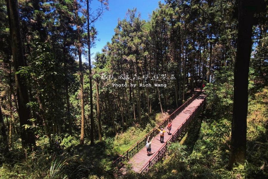 藤枝森林，森濤再現-國家五星步道、漂浮豎琴天空廊道、花旗木三|旅遊