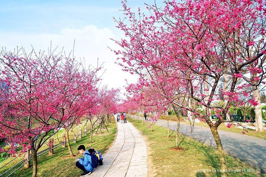 
                                                                                                        【觀櫻花仙子】美拍后里櫻花林中科崴立櫻花公園、萬景藝苑世界級園林二日遊
                                                                                                        