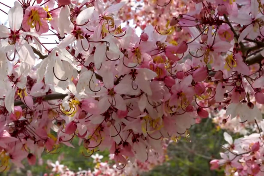 
                                                                                                        【鐵道花見小路】清水溝溪麝香木花道、二水花旗木鐵道、湖山水庫一日
                                                                                                        