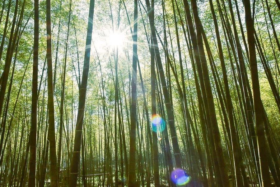 
                                                                                                        鹿谷竹海小半天、下坪植物園區、泡麵土地公、藏傘閣觀光園區一日遊
                                                                                                        