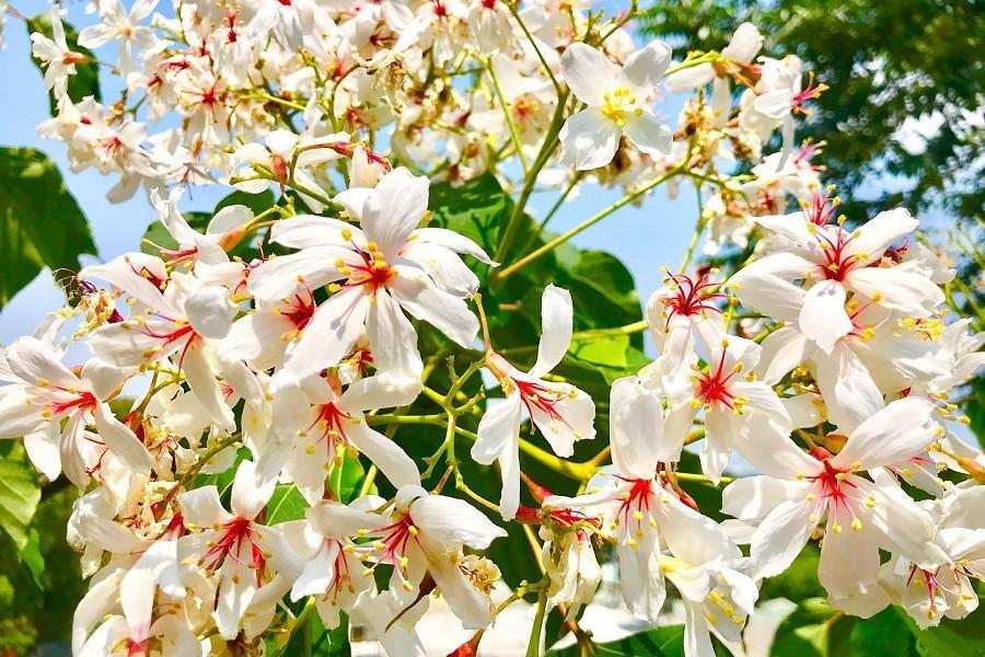 
                                                                                                        【春桐紛飛】九華山天空步道白雪桐花、台版南法普羅旺斯葛瑞絲紫色花海一日
                                                                                                        