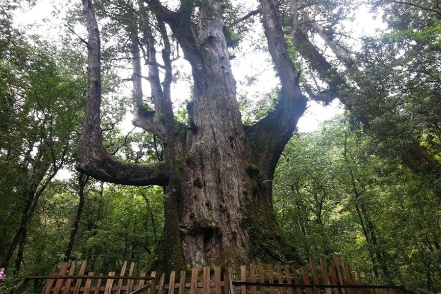 
                                                                                                        【司馬庫斯神木】雪山泰雅巨木群步道、薑麻園關刀山古道、新竹城隍廟三日遊
                                                                                                        