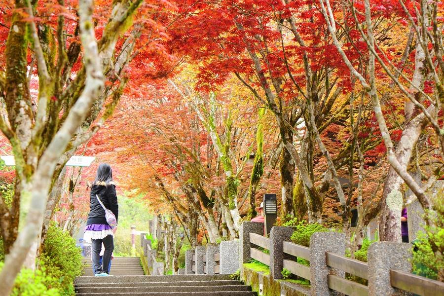 
                                                                                                        【楓季鼓掌】太平山紫葉槭楓紅燦爛、舌尖上的羅東夜市、拱北殿楓葉祭三日遊
                                                                                                        