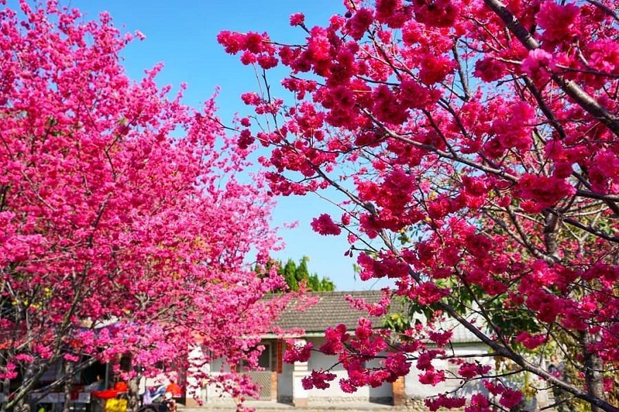 
                                                                                                        【春櫻慢遊台中】泰安派出所櫻花林、鰲峰山180度山海步道一日
                                                                                                        