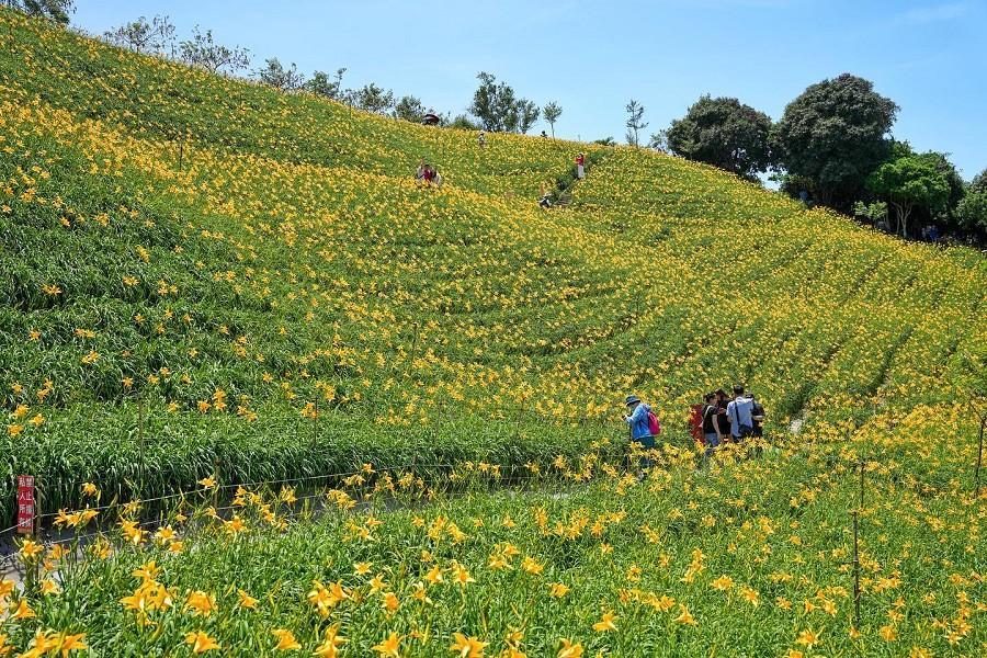 
                                                                                                        【金黃花海】2025虎山巖金針花海季、鹿港老街巡禮、蘿莎玫瑰山莊
                                                                                                        