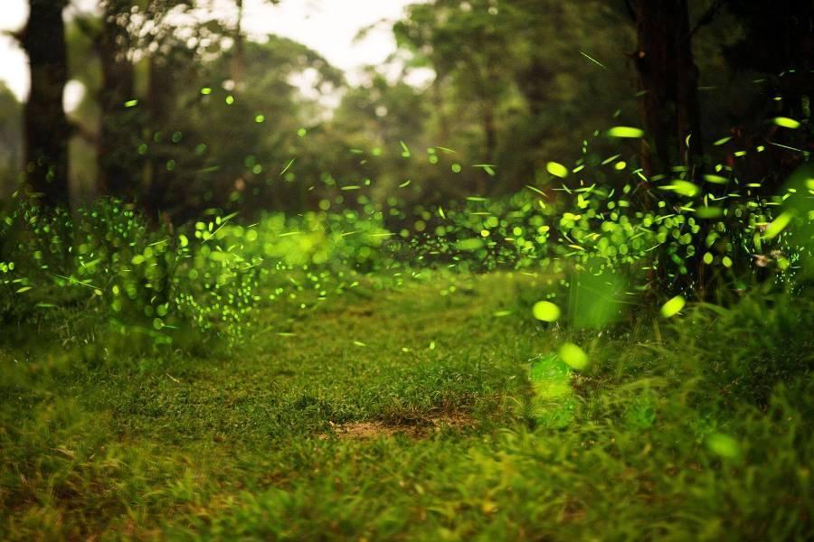 
                                                                        【螢光熠熠2日】東勢林場賞螢漫步、與桐輕舞夏影、變塗台灣項鍊DIY
                                                                        