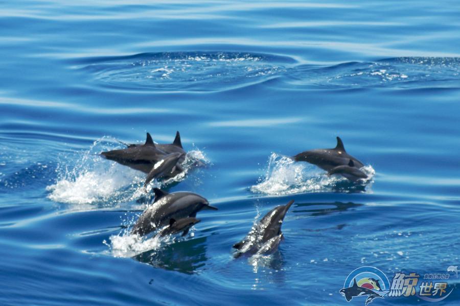 
                                                                                                        【鯨艷趣旅行】遨遊賞鯨、海礦豆花DIY、七星潭、富里花海、花蓮煙波三日
                                                                                                        