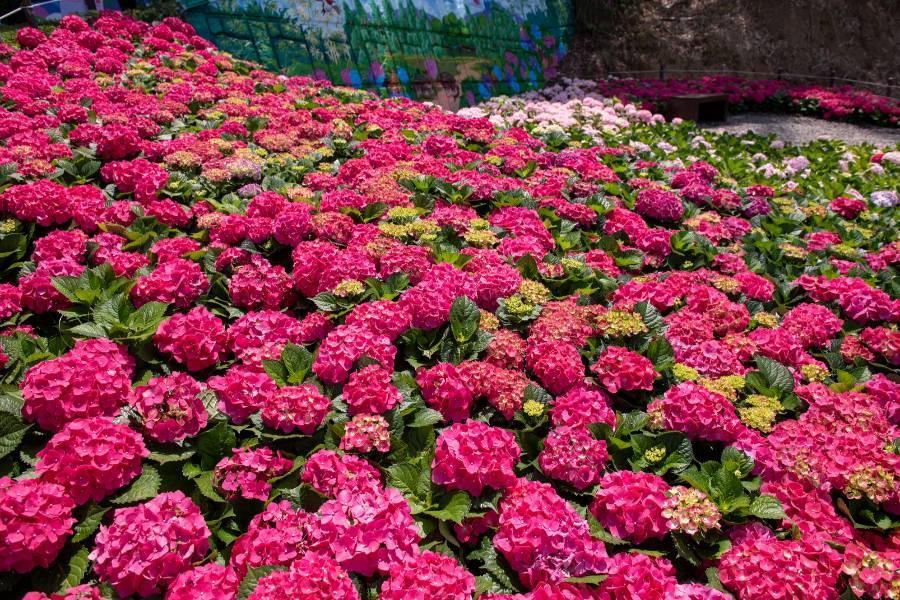 
                                                                                                        【藝與卉】妝點山林繽紛復興繡球花季、北台灣最新藝術地標美術館一日遊
                                                                                                        