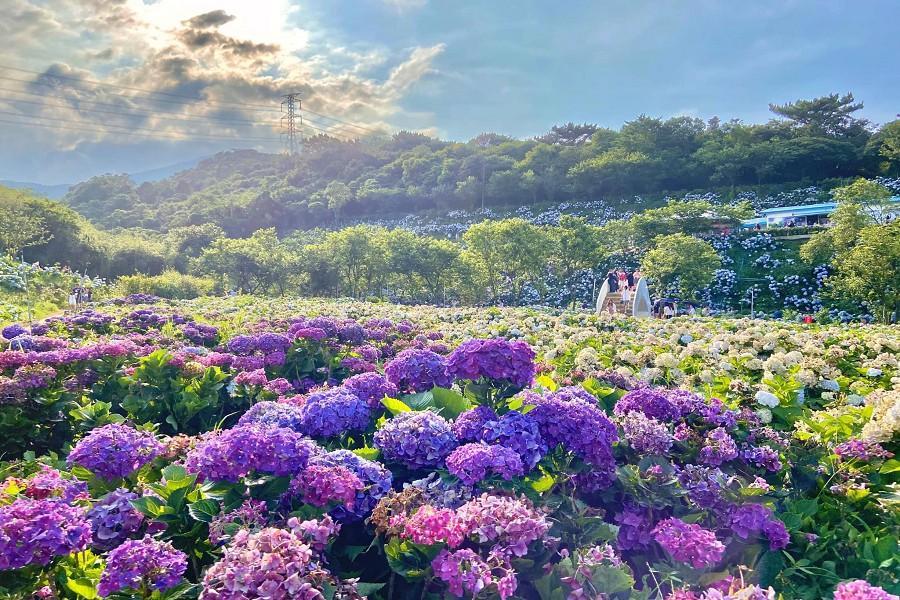 
                                                                                                        【戀夏粉繡花】仲夏賞繡球、九份老街、水豚君岩、鼻頭角、南港老爺 三日
                                                                                                        
