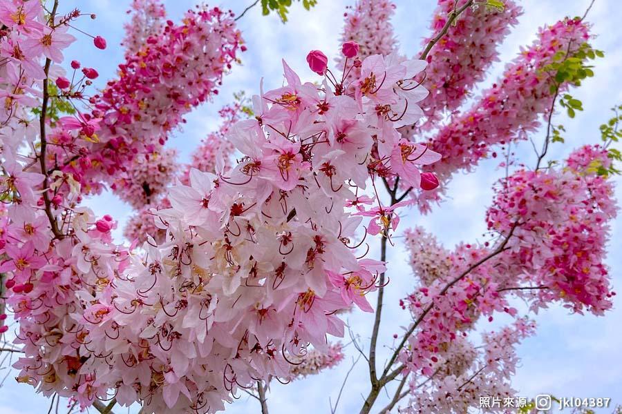 
                                                                                                        高雄出發【嘉義浪漫粉花旗】阿拉伯的粉紅村、竹崎花仙子、阿里山森林鐵路車庫園區 一日
                                                                                                        