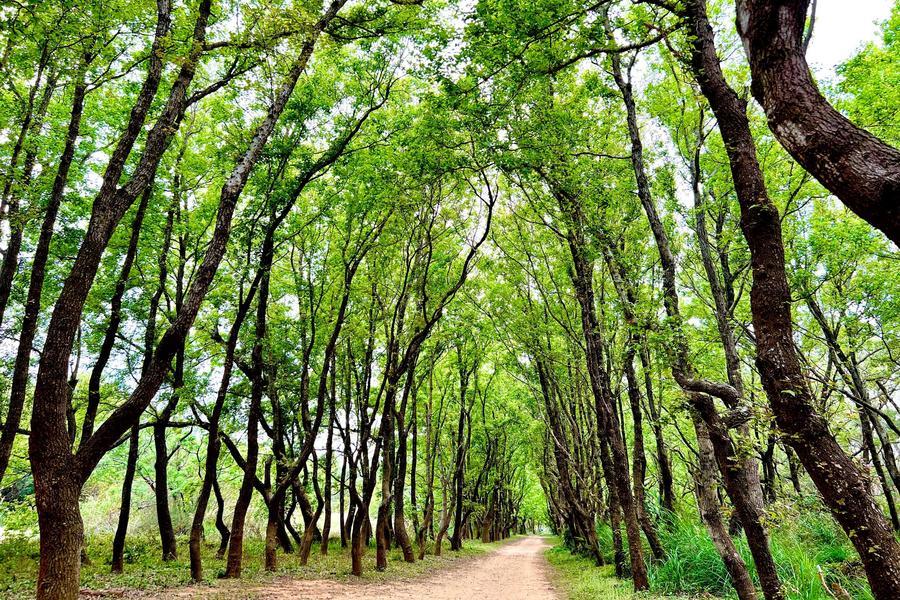 
                                                                                                        台中出發《頭份後花園》楓林隧道＆楓林吊橋＆扶桑花步道、秒飛日本客家大院一日遊
                                                                                                        