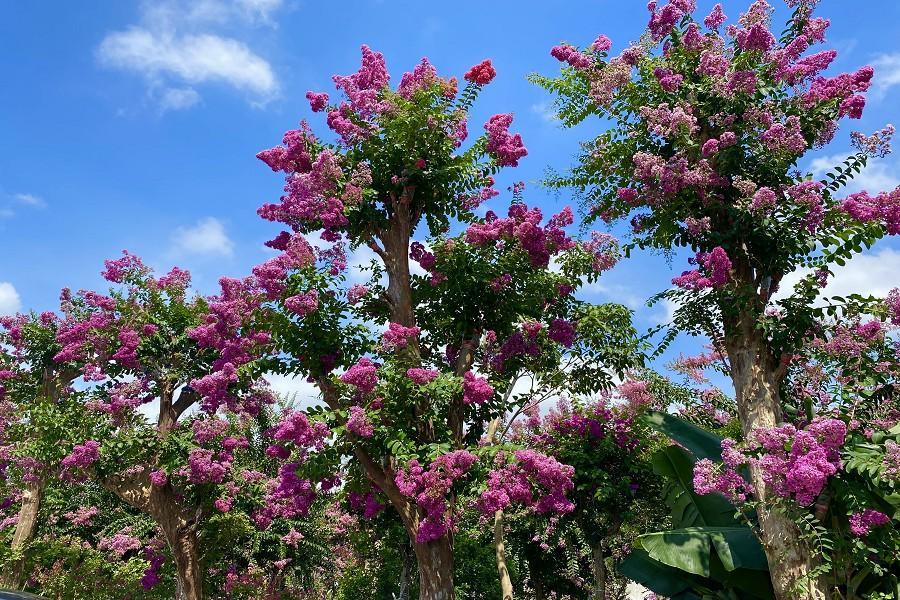 
                                                                                                        【雙媽祖紫薇賞花小旅行】苑裡紫薇花園、拱天宮、大甲鎮瀾宮、回行旅 二日
                                                                                                        