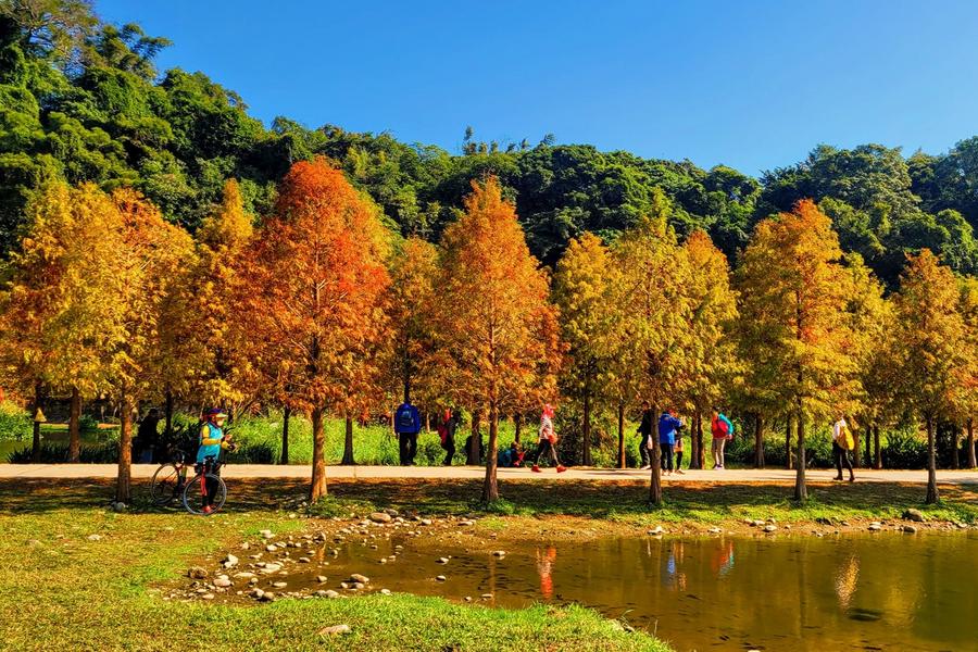 【羅浮美人湯旅】羅浮溫泉、慈湖公園楓紅、冬季湖畔落羽松、義興吊橋 一日