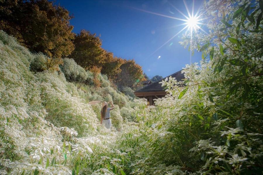【楓雪繽紛】沐心泉白雪金楓、羽粼落羽松、谷關泡湯趣二日遊