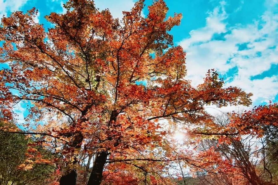 秋楓染武陵農場、猴洞坑山瀑、阿宗芋冰、八角瞭望龜山海、礁溪微風溫泉二日