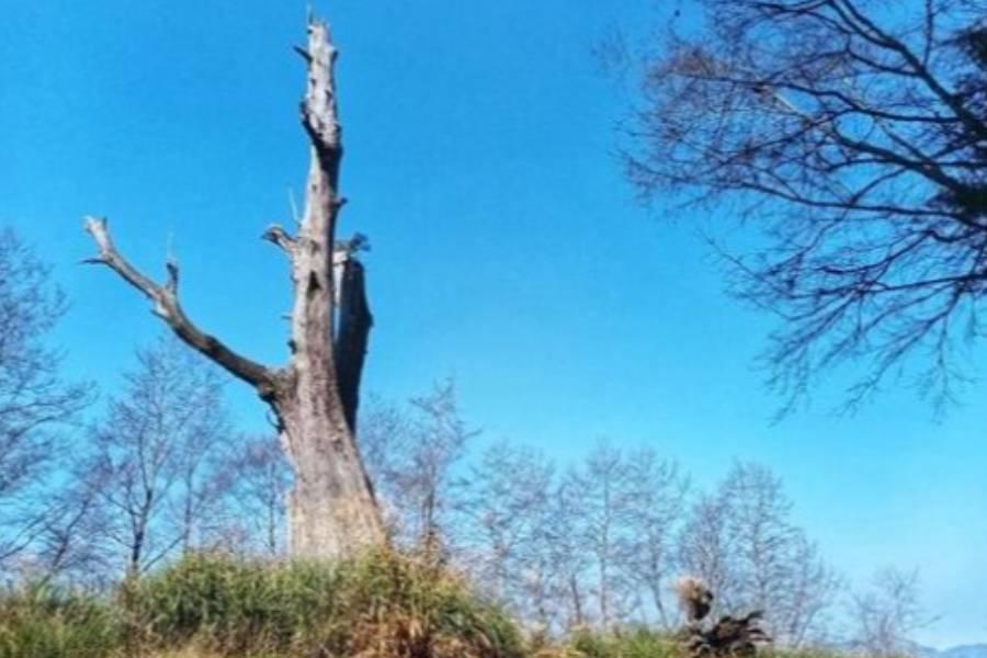 
                                                                                                        鹿港日月潭、阿里山新中橫、台南安平、墾丁南迴花東山海環島五星精選六日
                                                                                                        