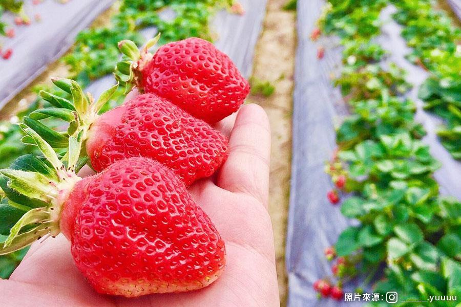 
                                                                                                        【典藏莓好時光】台中金典酒店～海陸自助百匯、清境農場、大湖採草莓 二日
                                                                                                        