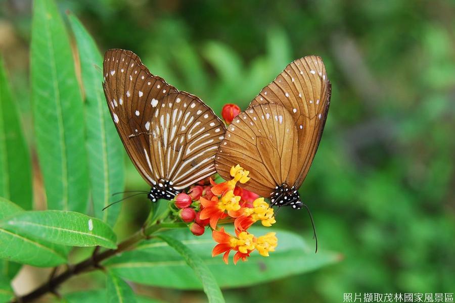 
                                                                        【蝶舞翩翩】米其林台灣綠色指南～紫蝶幽谷、寶來享足湯 一日
                                                                        