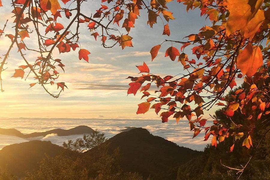 
                                                                                                        高雄出發【阿里山滿楓紅】秋賞阿里山楓紅、落羽松秘境、新港老街、樂億皇家 二日
                                                                                                        