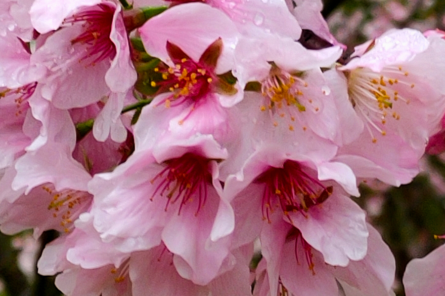 
                                                                        【櫻花樹下的約定】夢幻大熊櫻花林、康誥坑溪櫻花步道、南港老爺 三日
                                                                        