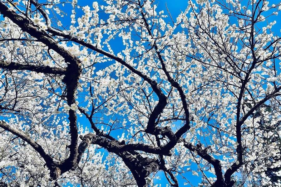 
                                                                        風櫃斗尋梅、汪家梅園雪飄香、湖光山色慈恩塔、普台落羽松日月潭二日
                                                                        