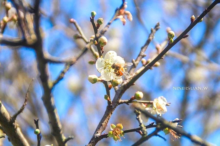 
                                                                        梅山公園一月雪飄香～草嶺山嵐風光、鰲鼓生態濕地、東石蚵饗 嘉義二日
                                                                        