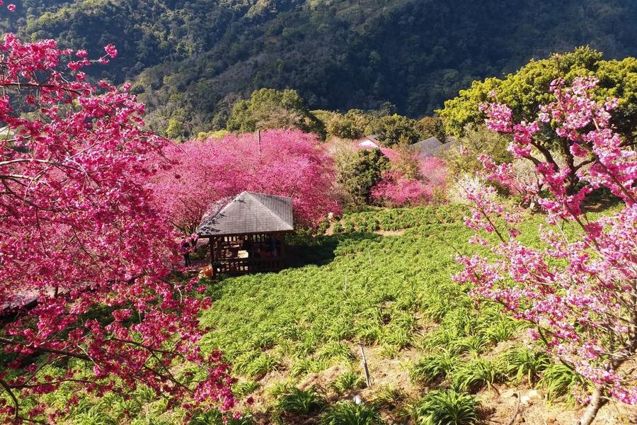 
                                                                        粉紅仙境×沐心泉櫻花隧道．台版庫肯霍夫鬱金香花海．谷關溫泉一泊二食二日
                                                                        
