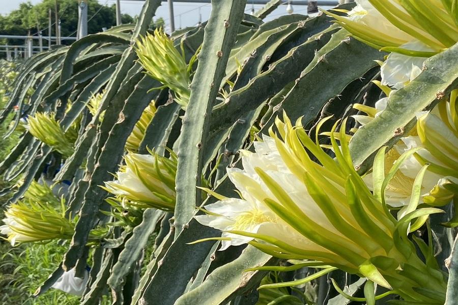 
                                                                                                        【農村旅遊風土提案所】畯富農場鮮飲火龍果、夢幻九重葛之家一日
                                                                                                        