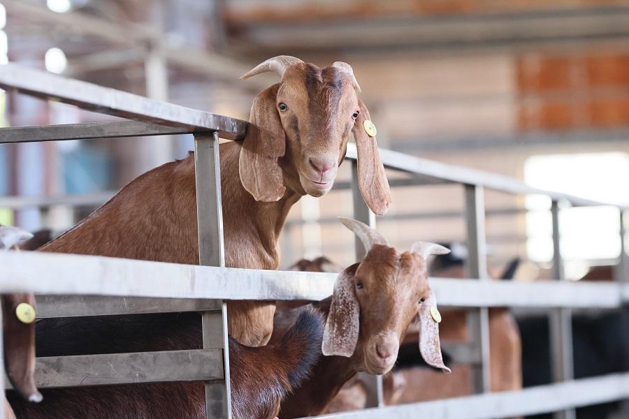 
                                                                                                        【農村旅遊風土提案所】豐園羊牧場生態導覽、姥姥不老茶文創園區一日
                                                                                                        
