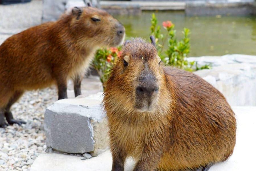 
                                                                        新社八重櫻花林浪漫綻放、與水豚君療癒相遇、月眉糖廠巡遊、趣味採菇菇一日
                                                                        