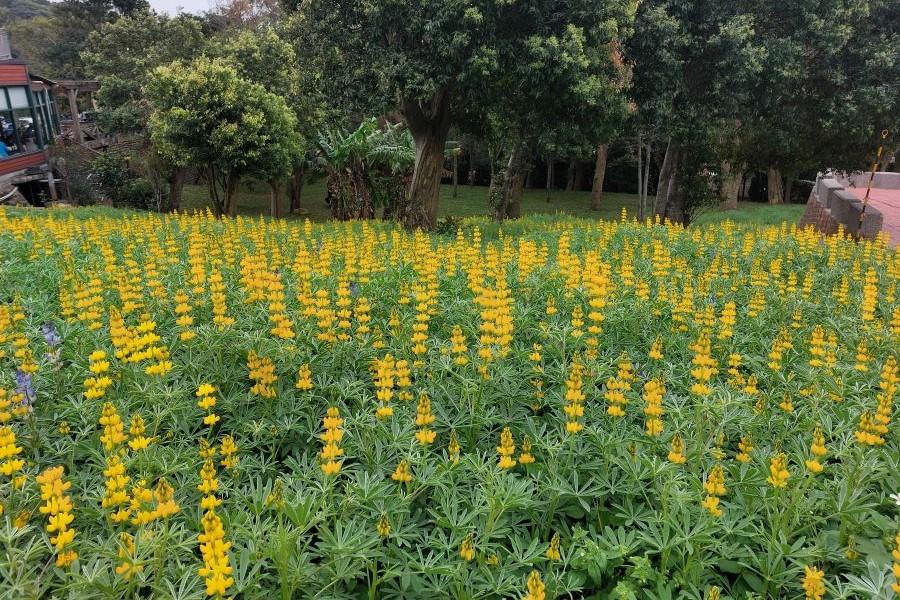 
                                                                        春神來臨～漫遊大北坑魯冰花海、聖德櫻花巷與龍潭大池畔風光一日
                                                                        