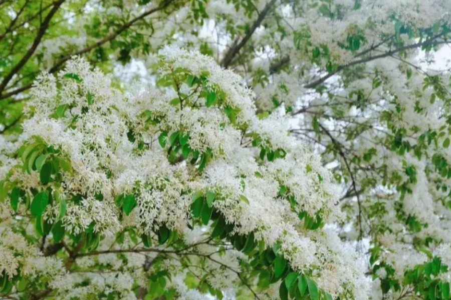 
                                                                        春日紫藤流蘇漫遊記、石門大草原、龜山苗圃、大溪豆干美食一日
                                                                        