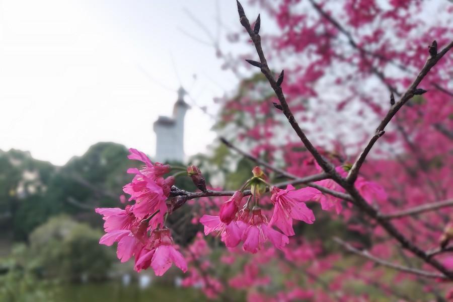 
                                                                        【東勢林場櫻之園】最美東勢林場櫻花園、美人足湯、森林會館一泊二食二日
                                                                        